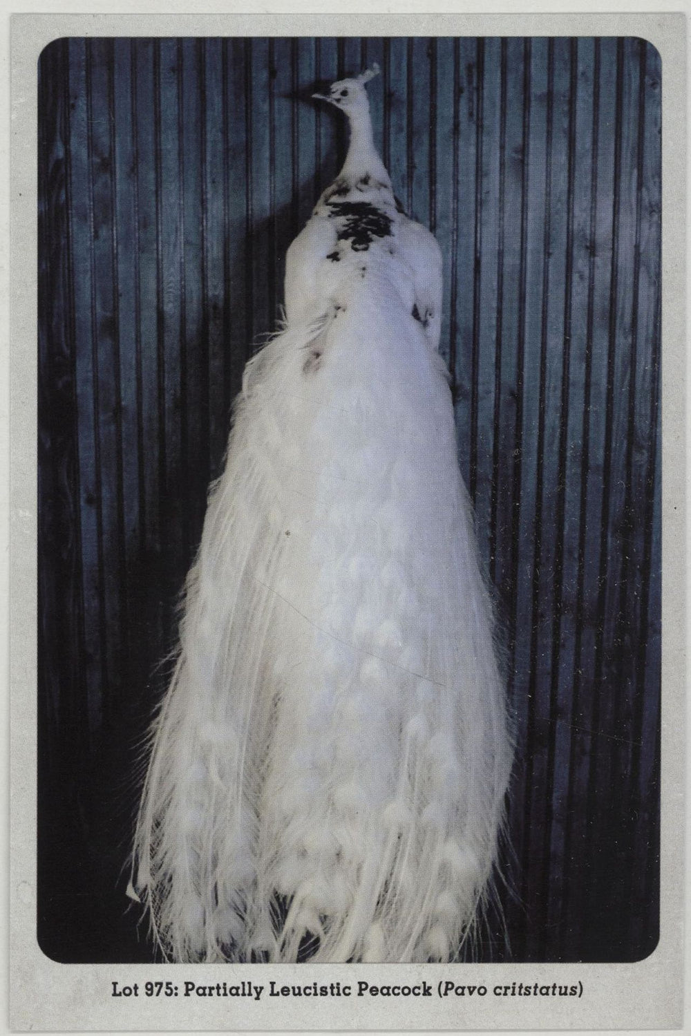 Jack White Love Interruption - Tour Edition US 7" vinyl single (7 inch record / 45) ITE07LO660397